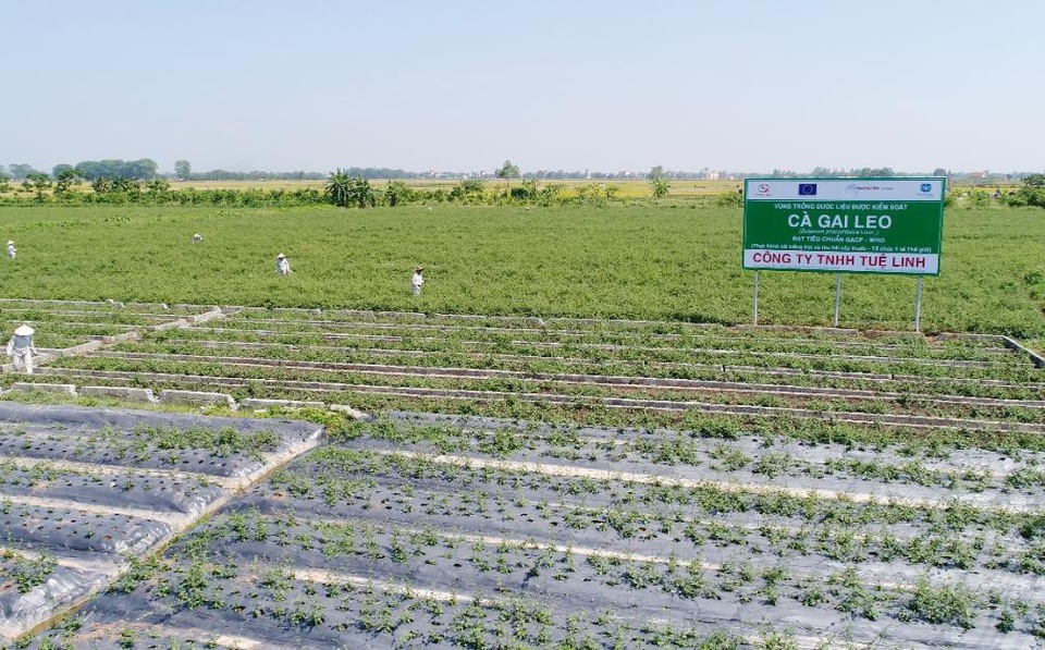 Cà gai leo chuẩn hóa GACP - Thêm hy vọng cho người viêm gan virus và xơ gan - 2 Vùng dược liệu Cà gai leo sạch đạt chuẩn GACP-WHO tại Mỹ Thành, Mỹ Đức, Hà Nội