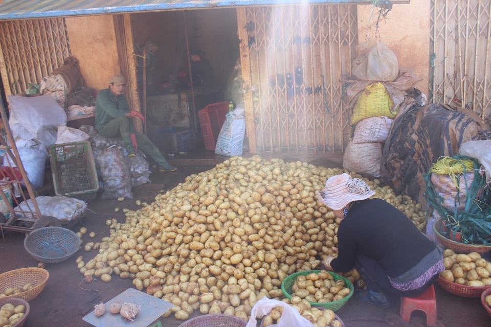Gắn tem cho khoai tây Đà Lạt để chống hàng Trung Quốc giả danh - 2 Thương lái đang tân trang cho khoai tây Trung Quốc cho giống đặc sản khoai tây Đà Lạt