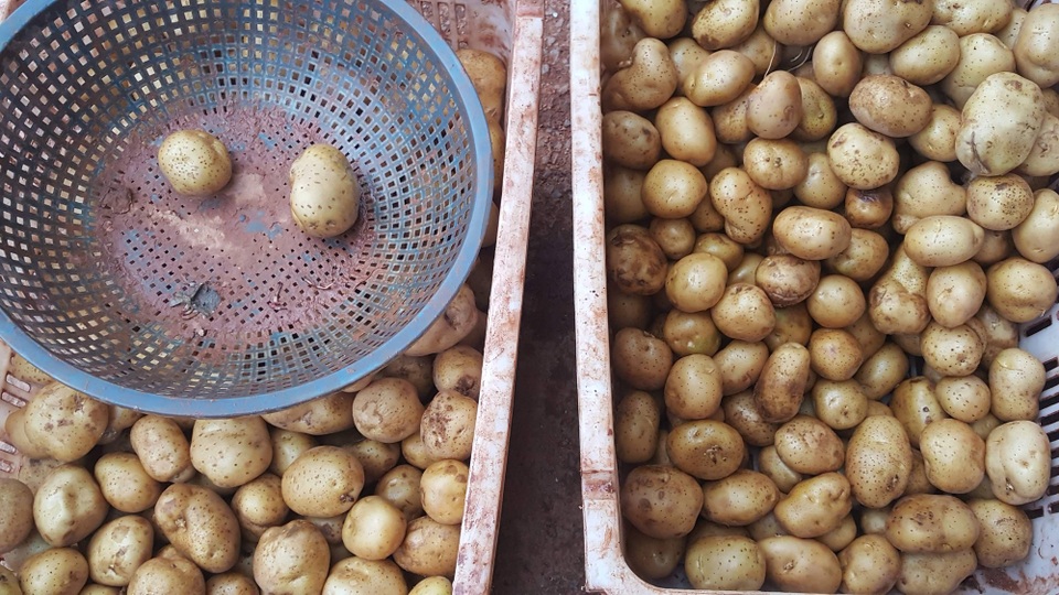 Lật mặt tiểu thương "phù phép" khoai tây Trung Quốc thành hàng Đà Lạt - 2 Khoai tây Trung Quốc sau khi rửa sạch ...