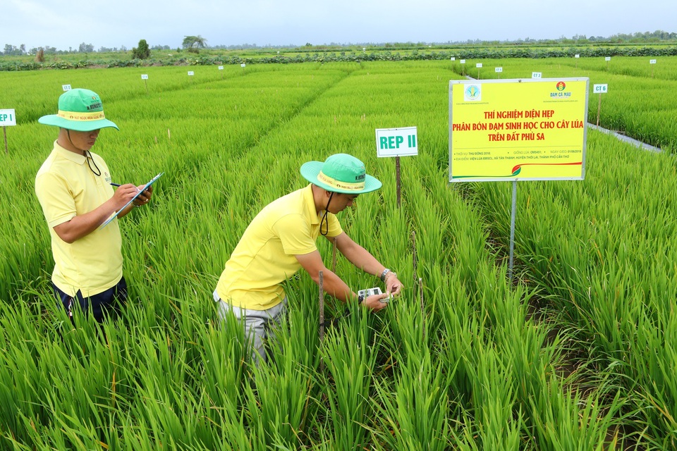 Đạm Cà Mau triển khai chương trình trải nghiệm giải pháp canh tác “đột phá” tại ĐBSCL - 1 Ruộng thí nghiệm bộ sản phẩm Đạm Cà Mau cho cây lúa