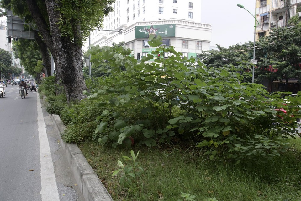 Hà Nội: Cây dại mọc như ở bãi hoang giữa phố Giảng Võ - 14 Hà Nội: Cây dại mọc như ở bãi hoang giữa phố Giảng Võ - 14