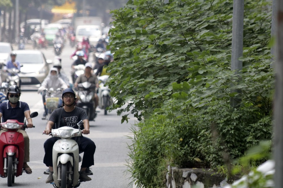 Hà Nội: Cây dại mọc như ở bãi hoang giữa phố Giảng Võ - 2
Thời gian gần đây, nhiều loại cây mọc tự nhiên trong đó có cả cây táo, cà chua dại mọc um tùm, có chỗ cao lút đầu người.
