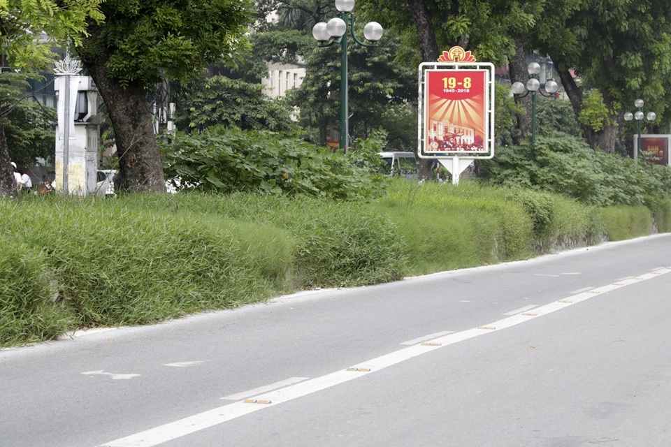 Hà Nội: Cây dại mọc như ở bãi hoang giữa phố Giảng Võ - 4
Cỏ mọc dày và tràn xuống dưới lòng đường Giảng Võ cả một đoạn dài hàng trăm mét.