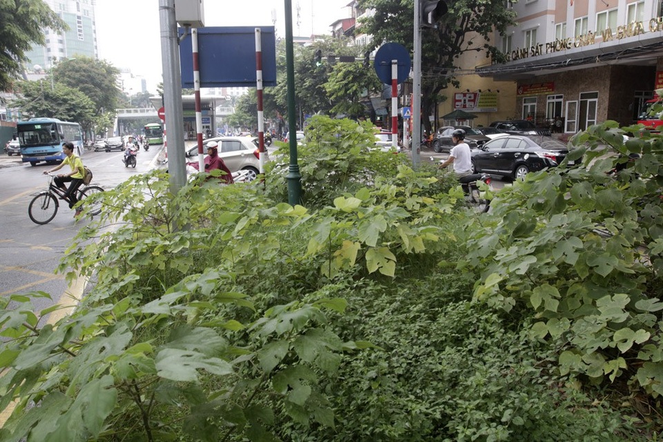 Hà Nội: Cây dại mọc như ở bãi hoang giữa phố Giảng Võ - 6
Cây dại um tùm ở đoạn trước cửa trụ sở Phòng cảnh sát PCCC Giảng Võ.