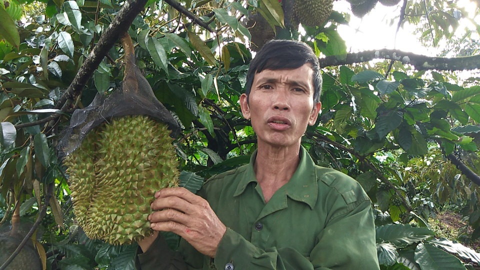 Trồng xen canh cà phê với sầu riêng, lão nông bỏ túi cả tỷ/năm - 1 Lão nông thu lợi nhuận cao từ trồng xen canh giữa cà phê và sầu riêng
