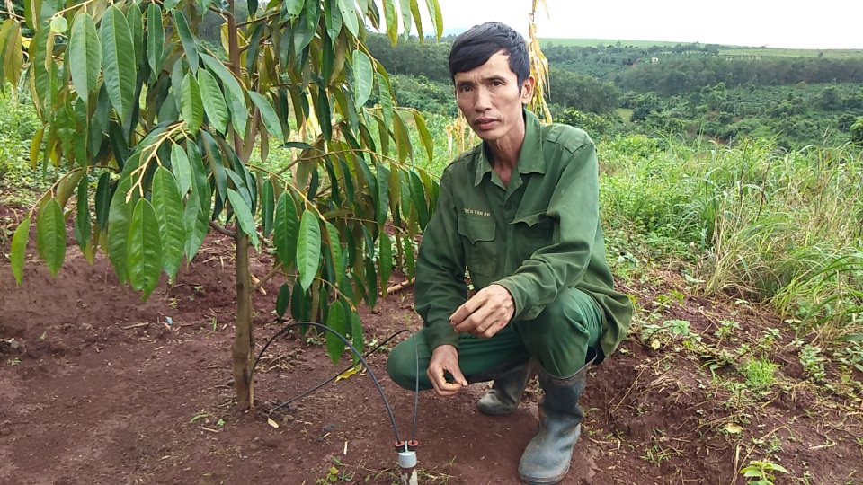 Trồng xen canh cà phê với sầu riêng, lão nông bỏ túi cả tỷ/năm - 4 Ông đã mày mò nghiên cứu lắp đặt hệ thống tưới cho các cây trong vườn