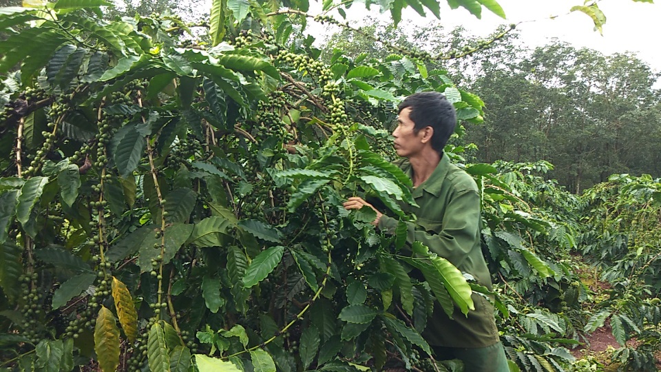Trồng xen canh cà phê với sầu riêng, lão nông bỏ túi cả tỷ/năm - 3 Việc xe canh cà phê và sầu riêng bước đầu đã mang lại hiệu quả cho bà con vùng cao