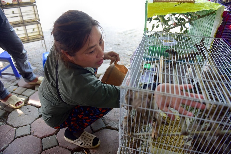 Nhộn nhịp chợ chim, cá phóng sinh dịp rằm tháng 7 - 6
.Cũng là một chủ cửa hàng bán chim cảnh, chị Tuyết cho biết: Chim phóng sinh năm nay khá đắt, đắt hơn so với năm trước từ 3.000 - 5.000 đồng.