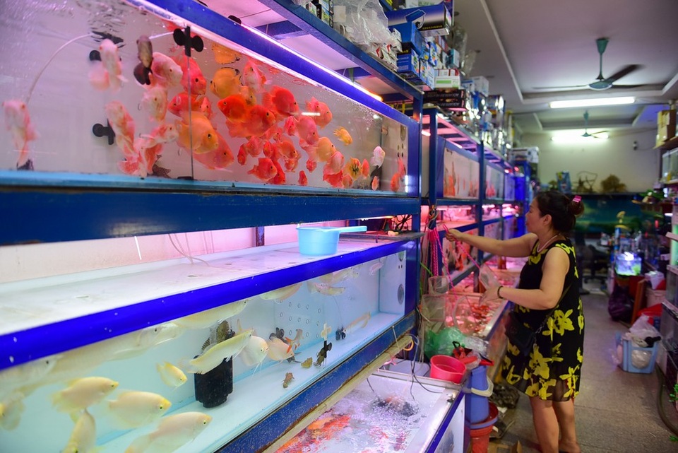 Nhộn nhịp chợ chim, cá phóng sinh dịp rằm tháng 7 - 12
Nhiều người quan niệm, phóng sinh (chim,cá, cá, lươn...) thả ra ngoài tự nhiên thì là việc tốt nên làm.