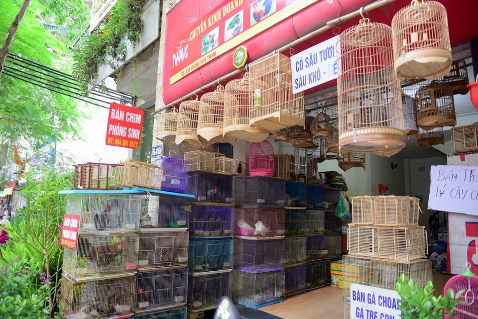 Nhộn nhịp chợ chim, cá phóng sinh dịp rằm tháng 7 - 1
Hầu hết các cửa hàng chim cảnh trên phố Hoàng Hoa Tham những ngày này đều treo biển bán chim phóng sinh để phục vụ nhu cầu tâm linh của người dân trong dịp rằm tháng 7.