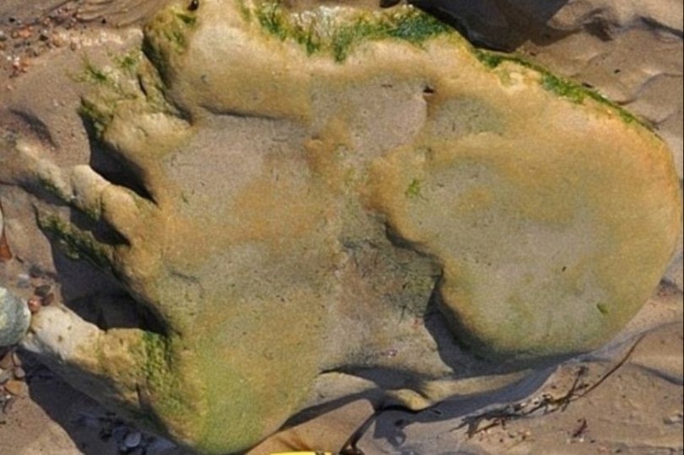 Lần đầu tiên phát hiện dấu chân khủng long trên đất liền Scotland - Ảnh 1. Lần đầu tiên phát hiện dấu chân khủng long trên đất liền Scotland - Ảnh 1.