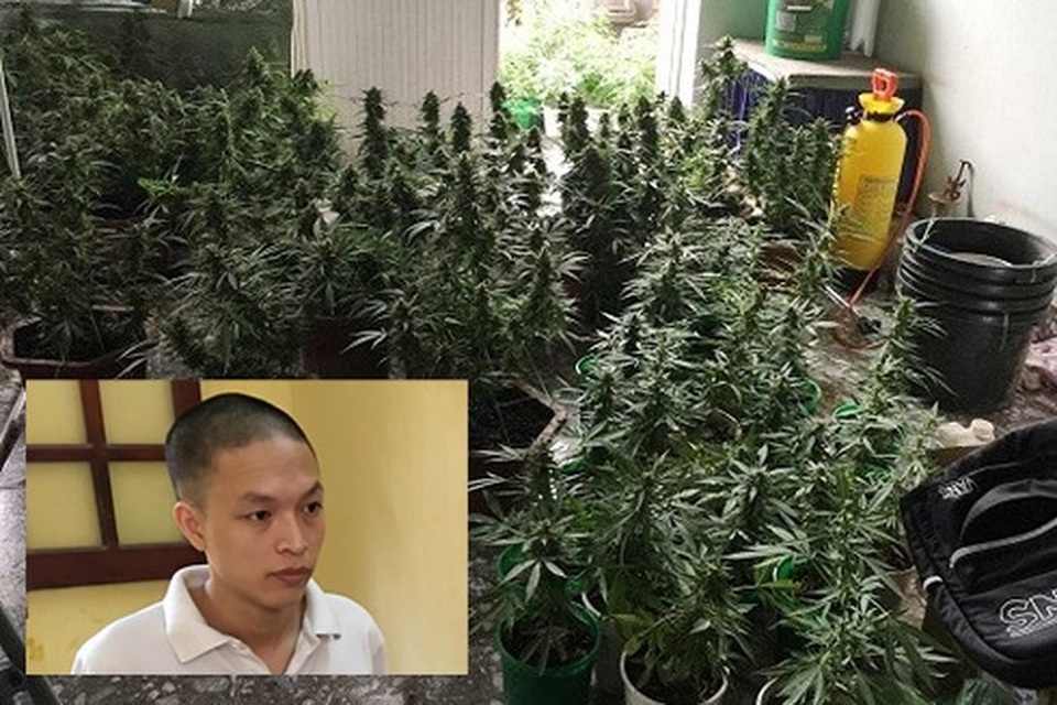 Vạch mặt kỹ sư đồ họa chuyển nghề trồng và "chế" cần sa tại nhà chung cư - 1
Đối tượng trồng cần sa ngay tại sân thượng
