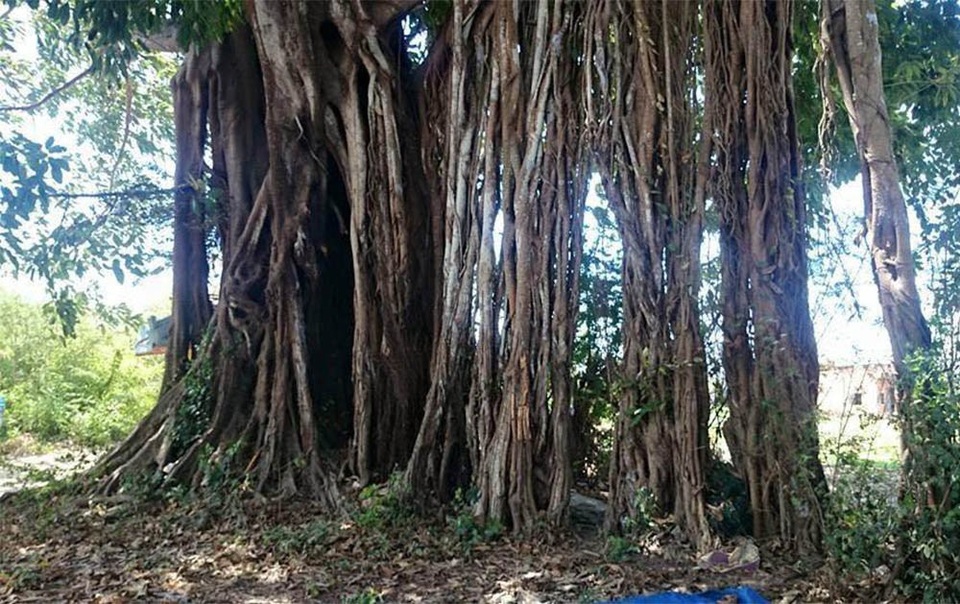 Ly kỳ cây sộp 300 tuổi và ngôi miếu cổ ở Phan Thiết - 2 Cây sộp có cành lá sum sê, tán rộng đường kính hơn 40 mét bao quanh gốc, gồm cả phần rễ phụ rộng gần 20m
