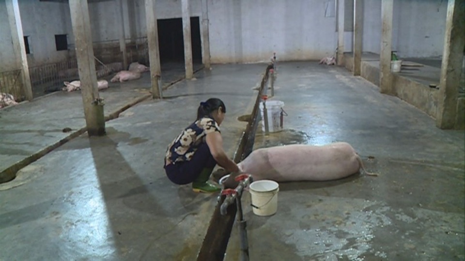 Lò giết mổ Cẩm Bình có công suất thiết kế trên 40 con/ngày, hiện chỉ mổ chưa tới 10 con. Chủ cơ sở này cũng đã tính đến phương án dừng hoạt động vì không kham nổi chi phí duy trì hoạt động.