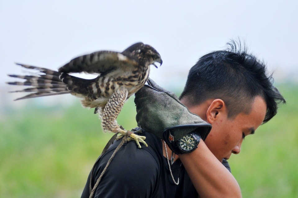 Thú chơi siêu “độc”, siêu “dị”: Nuôi rắn cảnh, nhện khổng lồ trong nhà - 11 Trong một buổi huấn luyện ngoài trời, những chú chim săn mồi thường phải trải qua 4 bài tập: Đứng và ăn trên găng, qua tay, vồ mồi trên không và tập chế độ săn tự nhiên.