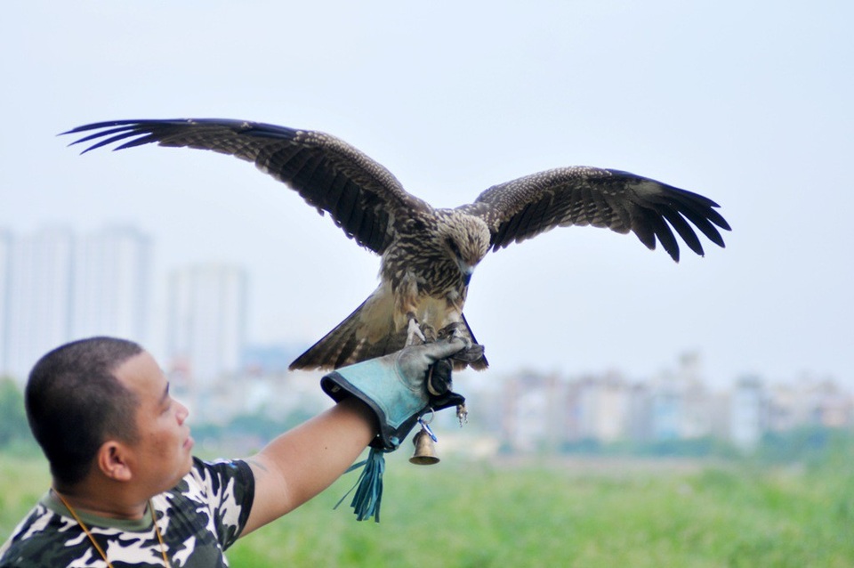 Thú chơi siêu “độc”, siêu “dị”: Nuôi rắn cảnh, nhện khổng lồ trong nhà - 10 Đối với một tay huấn luyện chim chuyên nghiệp thì chỉ mất khoảng 2 tháng là chim có thể làm quen và nghe theo các hiệu lệnh của chủ nhân.