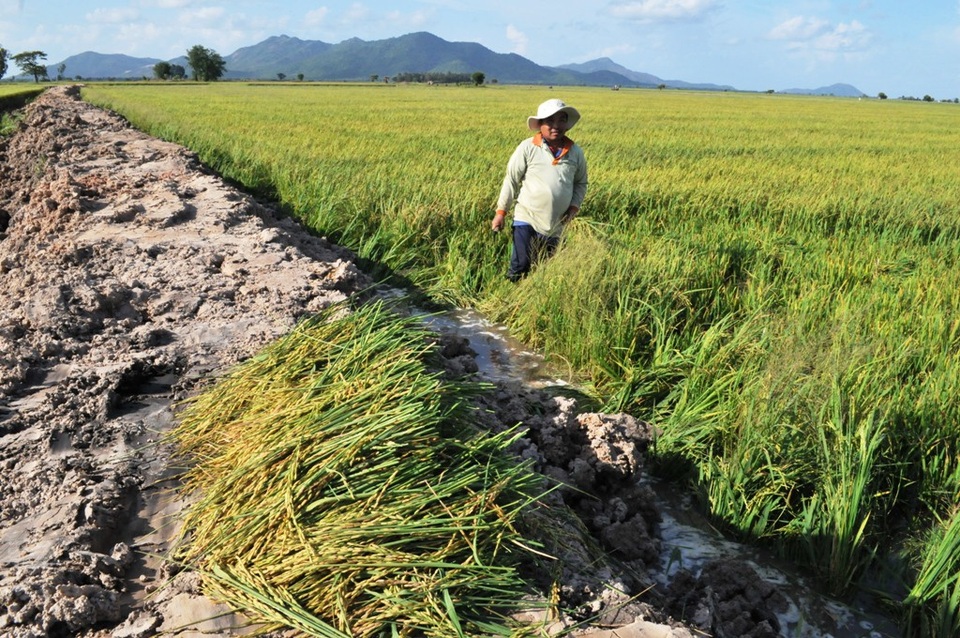 Nước lũ làm vỡ bờ bao, nhấn chìm hàng trăm ha lúa - 1
Dù lúa còn 10-15 ngày nữa mới thu hoạch, tuy nhiên do vỡ bờ bao, nước đang tràn vào nên nhiều hộ dân buộc phải gặt lúa sớm.