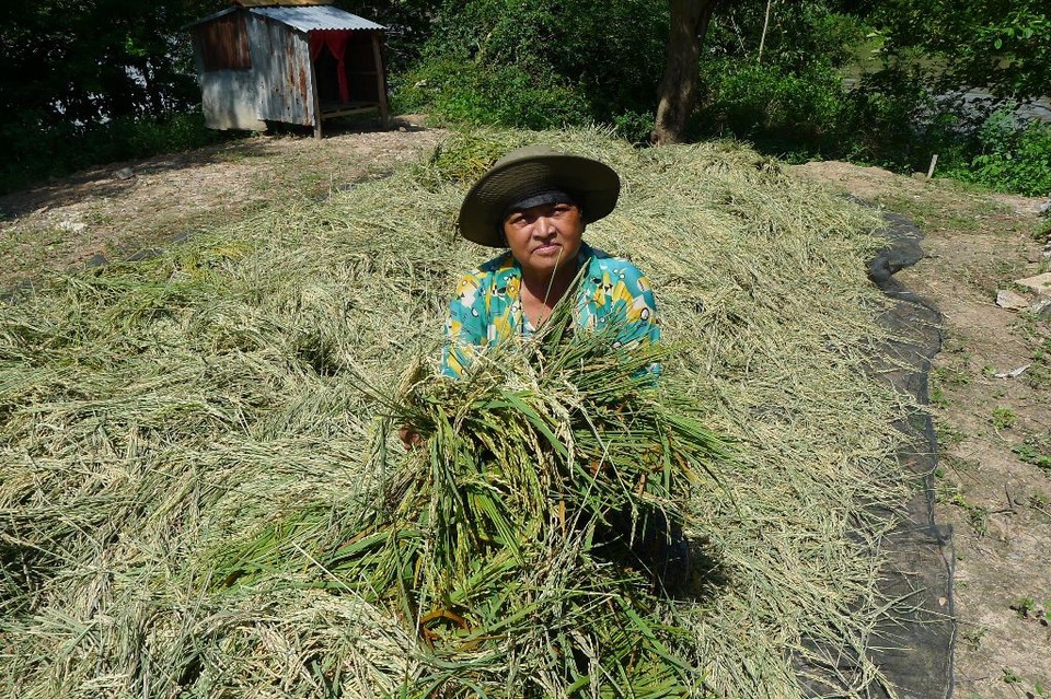 Nước lũ làm vỡ bờ bao, nhấn chìm hàng trăm ha lúa - 3 Bà Lương Thị Dạ bên đống lúa xanh mà các con bà phải trầm mình dưới nước gặt mấy ngày qua để vớt vớt lại tiền lúa giống...