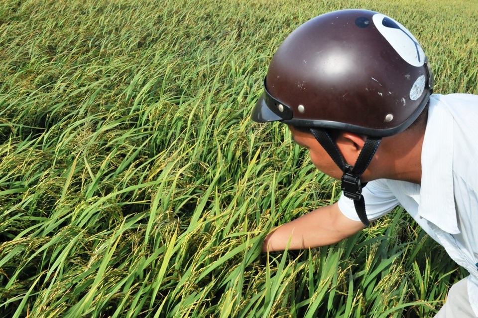 Hầu hết các cánh đồng lúa trong vùng cần bảo vệ còn từ 10-15 ngày nữa mới đến kỳ thu hoạch