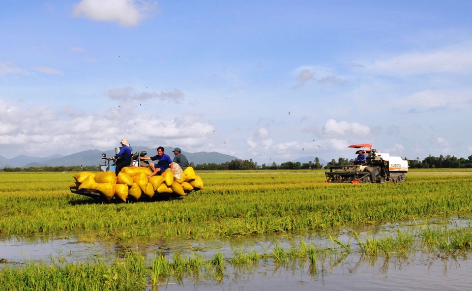 Trước sự uy hiếp của nước lũ, người dân buộc phải thu hoạch lúa sớm từ 5-10 ngày