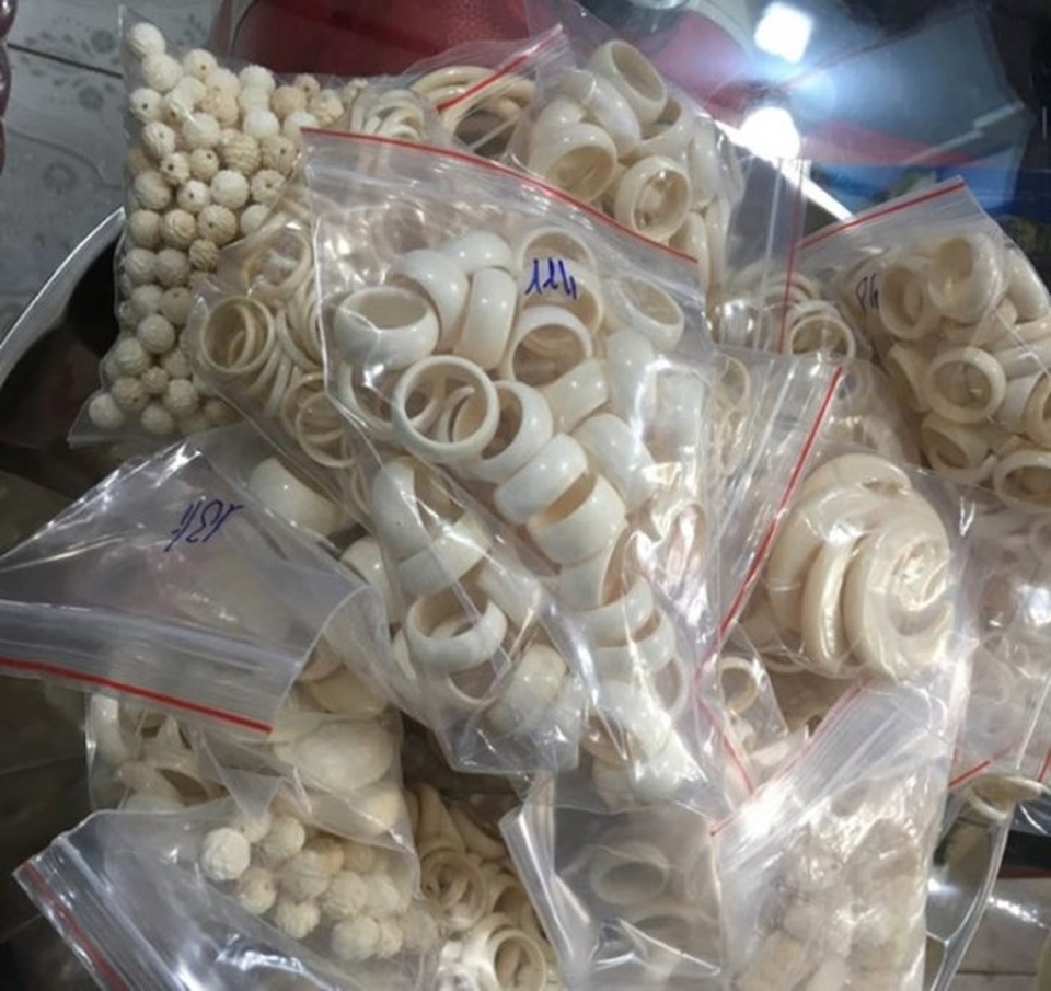 Khởi tố đối tượng mua bán trang sức làm bằng ngà voi - 1 Số lượng lớn ngà voi được thu giữ ở nhà Lợi (ảnh N.D)