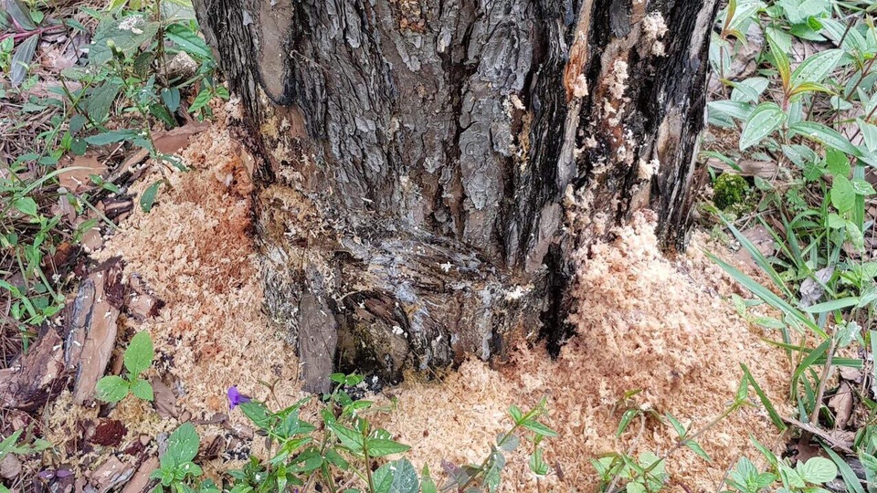 Đình chỉ một Phó Chủ tịch xã vì liên quan chuyện phá rừng - 4
Các đối tượng cạo vỏ cây và đổ hóa chất để làm cây héo dần và chết khô