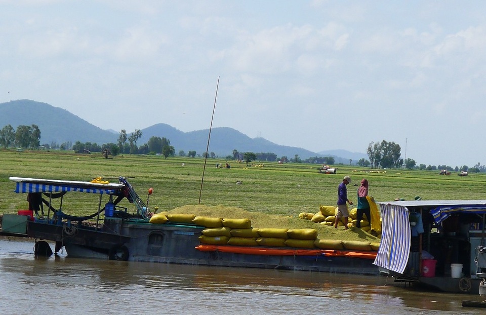 Nước không ngừng dâng cao, nông dân cuống cuồng gặt lúa chạy lũ - 9
Dọc kênh Vĩnh Tế mấy ngày qua, không khí thu hoạch lúa của người dân rất khẩn trương; ghe lúa nào cũng đầy ắp lúa...