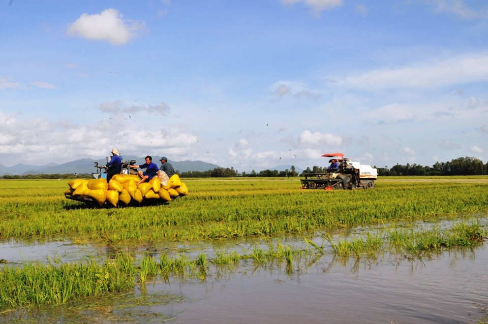 Nước không ngừng dâng cao, nông dân cuống cuồng gặt lúa chạy lũ - 1
Nhiều cánh đồng lúa ngập gần đến ngọn
