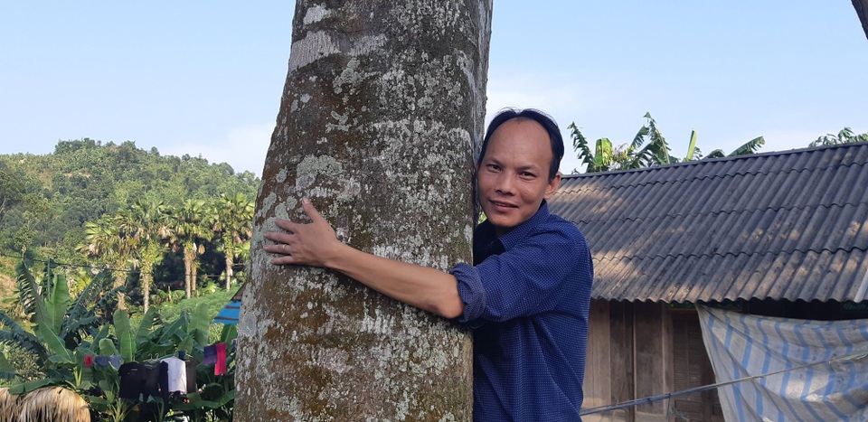 2 "cụ" cây quế vàng khủng ngã giá cả ngàn đô ở thủ phủ quế Văn Yên - 1
Cây quế to bằng người ôm ở xã Viễn Sơn.