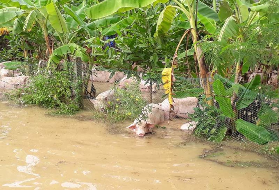 Nước nhấn chìm trang trại, hàng nghìn con lợn bơi trong dòng lũ - 1 Nước sông dâng cao khiến trang trại hơn 1.000 con lợn bị ngập nước