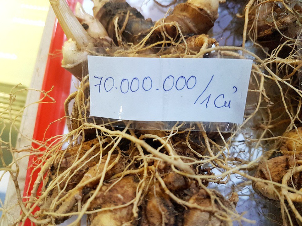 Bán hơn 1 tạ sâm Ngọc Linh, thu về 8 tỷ đồng - 1 Giá củ sâm Ngọc Linh tại lễ hội