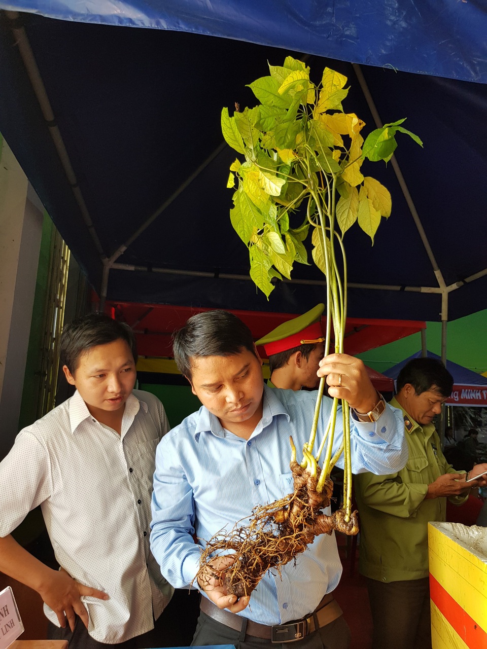 Bán hơn 1 tạ sâm Ngọc Linh, thu về 8 tỷ đồng - 2 Cây sâm khủng tại hội chợ