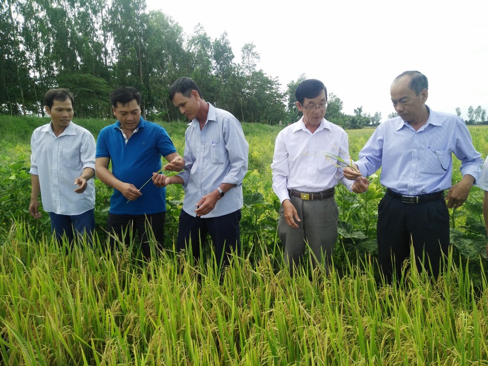 An Giang: Phát triển nông nghiệp công nghệ cao… thuận lợi và thách thức - 3
Chính những bước tiến trong việc phát triển nền nông nghiệp ứng dụng công nghệ cao đã giúp nông dân giảm chi phí, tăng lợi nhuận.