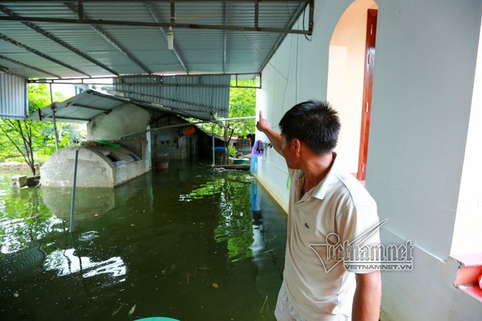 Vợ chồng ông chủ ngày ngày chèo thuyền thăm 100 con lợn đi lánh lũ - 1 Chuồng trại của anh Nguyễn Tự Ba vẫn chìm trong nước