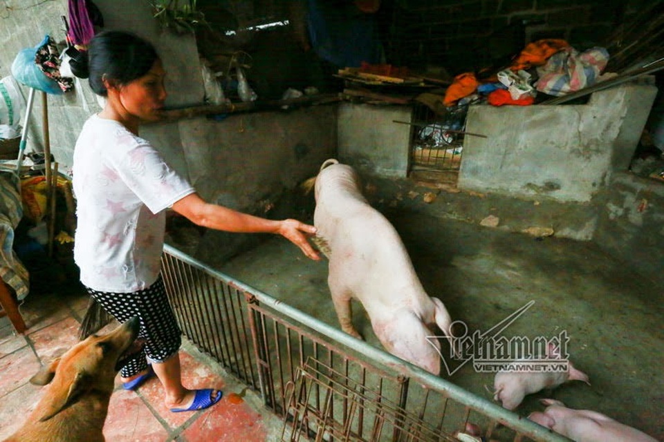 Vợ chồng ông chủ ngày ngày chèo thuyền thăm 100 con lợn đi lánh lũ - 6 Vợ chồng ông chủ ngày ngày chèo thuyền thăm 100 con lợn đi lánh lũ - 6