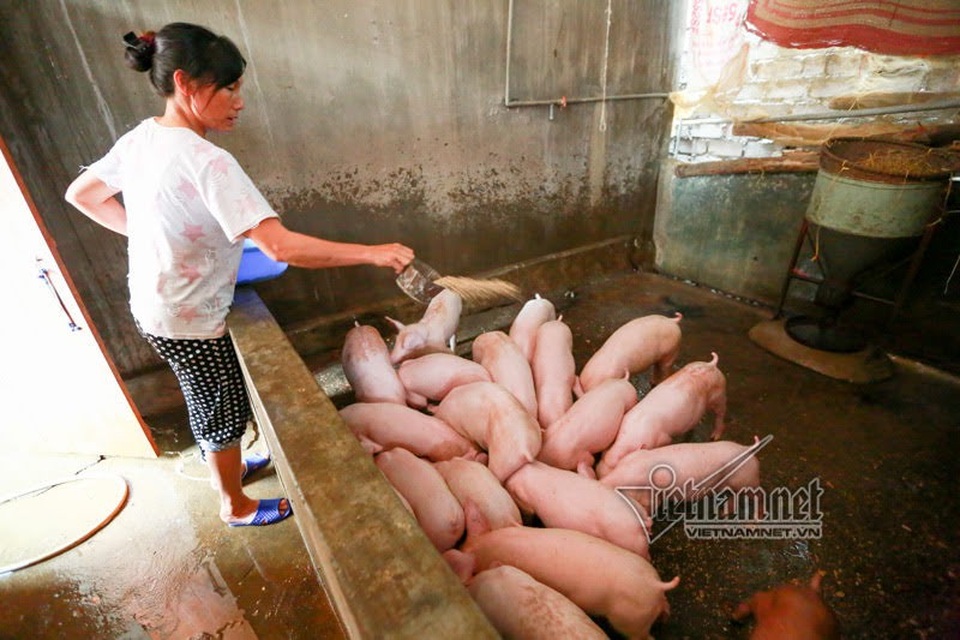 Vợ chồng ông chủ ngày ngày chèo thuyền thăm 100 con lợn đi lánh lũ - 8 Vợ chồng ông chủ ngày ngày chèo thuyền thăm 100 con lợn đi lánh lũ - 8