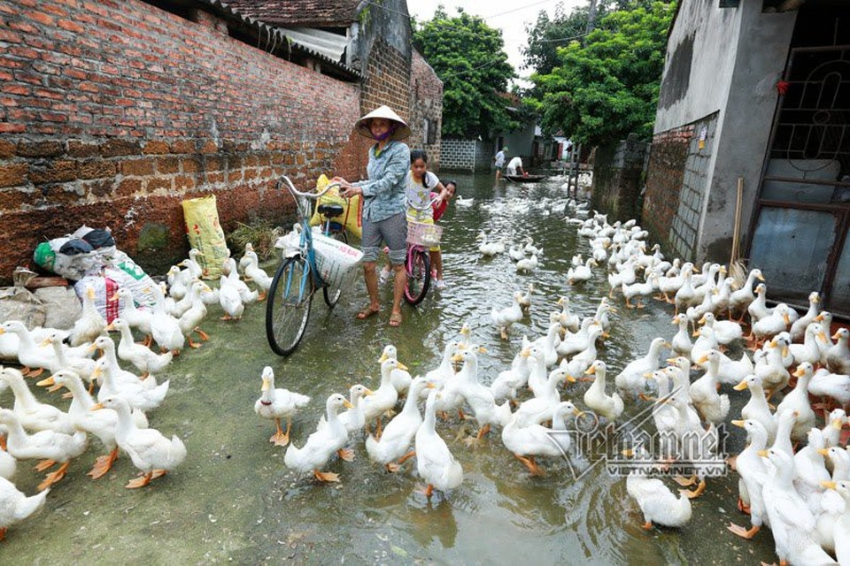 Vợ chồng ông chủ ngày ngày chèo thuyền thăm 100 con lợn đi lánh lũ - 9
Vịt được thả ra đường