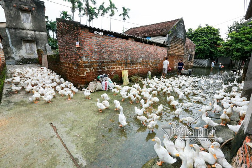Vợ chồng ông chủ ngày ngày chèo thuyền thăm 100 con lợn đi lánh lũ - 10 Đàn vịt cả trăm con dàn hàng khắp ngõ xóm