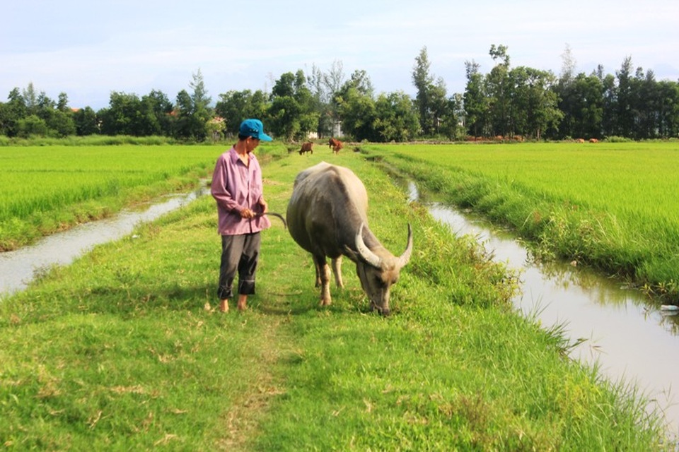 Dân nghèo “oằn mình” đóng phí đồng cỏ cho trâu bò - 1 Từ nhiều năm nay, người nông dân nghèo tại xã An Ninh, huyện Quảng Ninh, tỉnh Quảng Bình rất bức xúc trước việc Hợp tác xã tự ý đề ra các khoản thu phí đồng cỏ cho trâu bò, phí đồng ruộng cho gà, vịt.