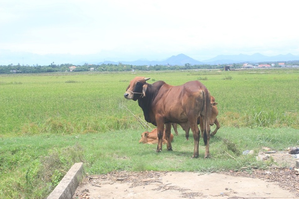 Dân nghèo “oằn mình” đóng phí đồng cỏ cho trâu bò - 2 Lãnh đạo địa phương khẳng định sẽ sớm kiểm tra, nếu phát hiện sai phạm thì sẽ xử lý nghiêm và trả lại tiền cho bà con