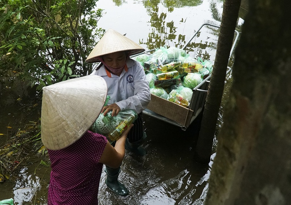 Hà Nội: Người dân vùng ngập chèo thuyền nhận quà từ thiện - 5
Theo thống kê sơ bộ, huyện Chương Mỹ có 1380,9 ha lúa bị thiệt hại, diện tích nuôi trồng thủy sản bị thiệt hại 603,5 ha, nhiều nhà ở, trường học, trạm y tế bị hư hỏng do nước lũ.