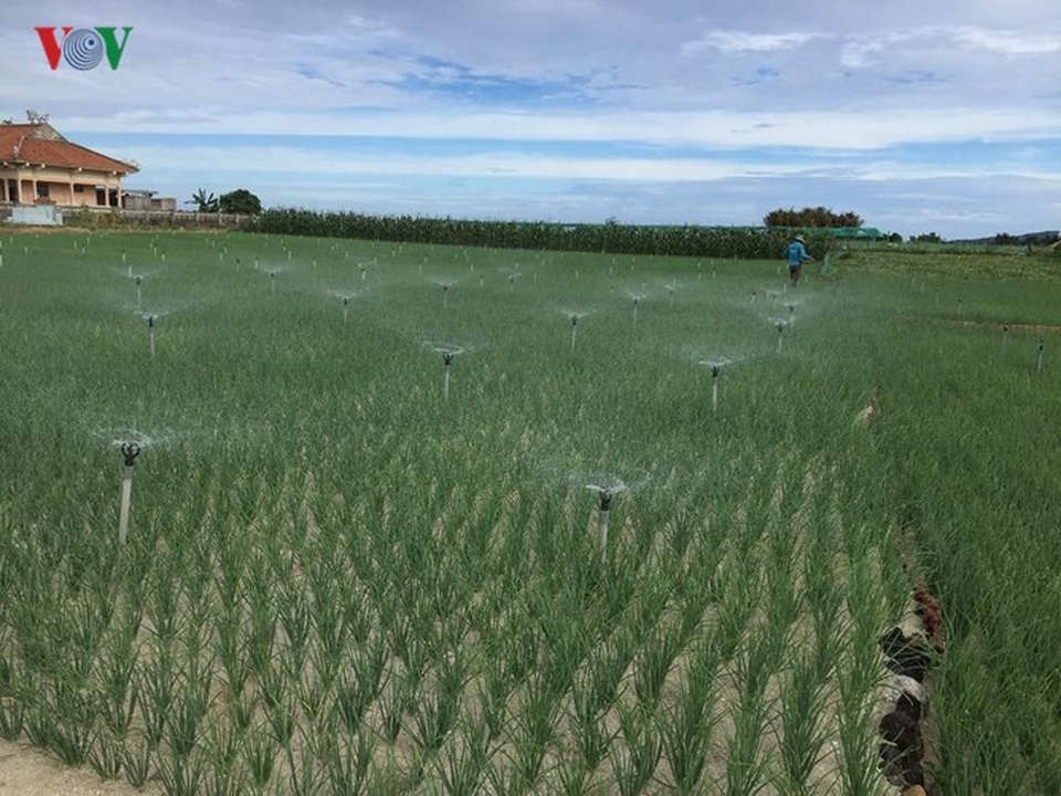 Biển đảo Lý Sơn - tuyến du ngoạn kỳ thú - 13