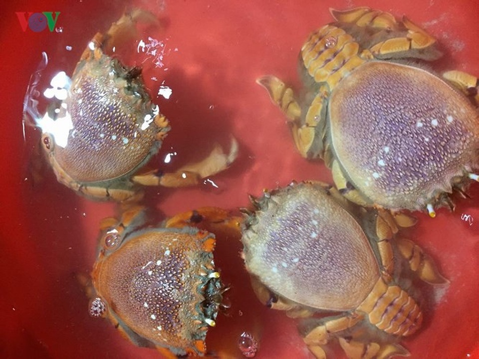 Biển đảo Lý Sơn - tuyến du ngoạn kỳ thú - 14