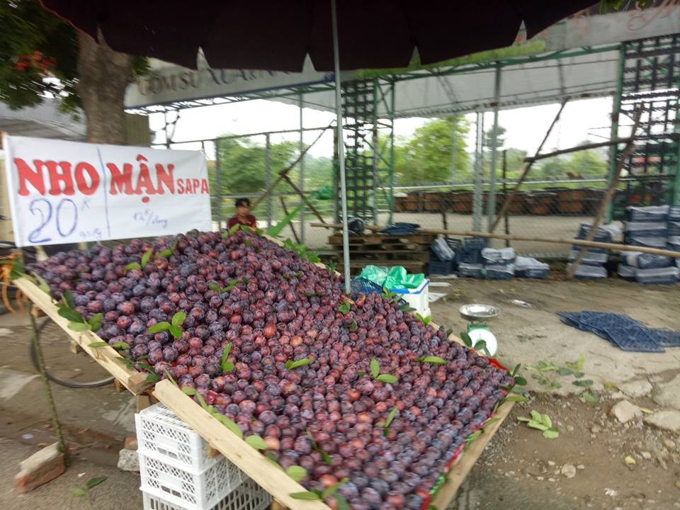 Chiêu câu khách "bá đạo" của hàng rong khiến khách “mắc lừa ngoạn mục” - 4 Nho có giá bán là 20 nghìn/ 0.5kg còn mận có giá là 12 nghìn đồng/lạng.