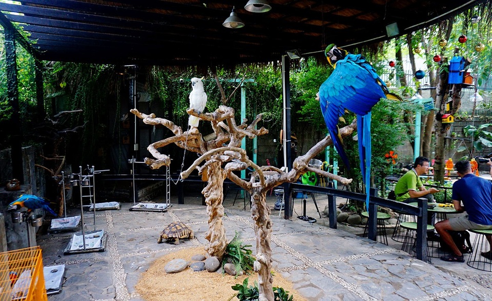 Quán cà phê vẹt trên đường Nguyễn Văn Hưởng, quận 2, TPHCM.