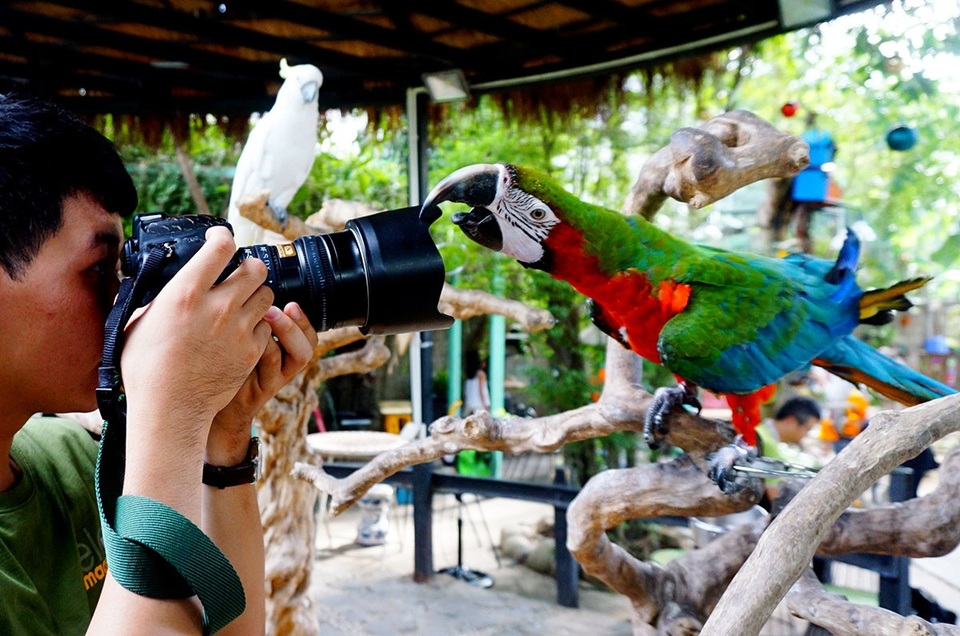 Tỏ ra nghịch ngợm khi khách dùng máy ảnh tiếp cận gần.