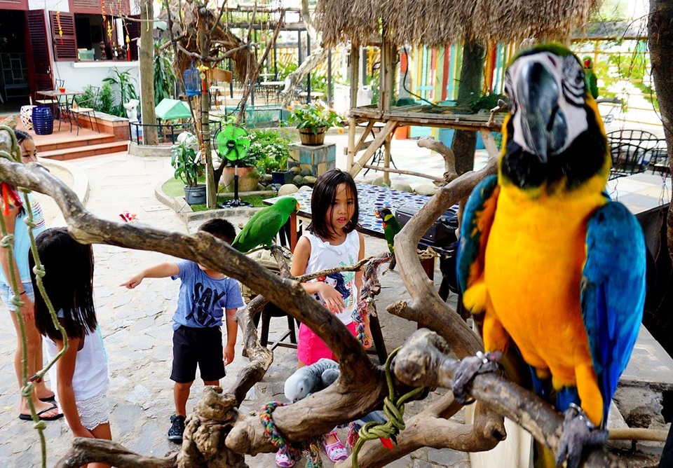 Những em nhỏ chăm chú theo dõi các chú vẹt diễn trò.