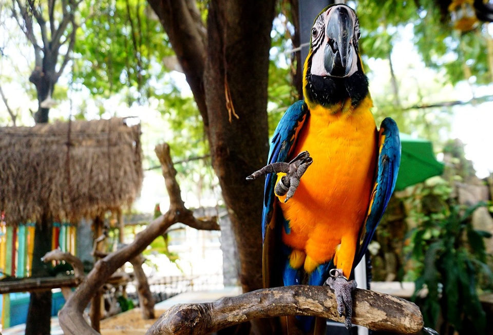 Tỏ ra thân thiện khi vẫy tay chào khách.