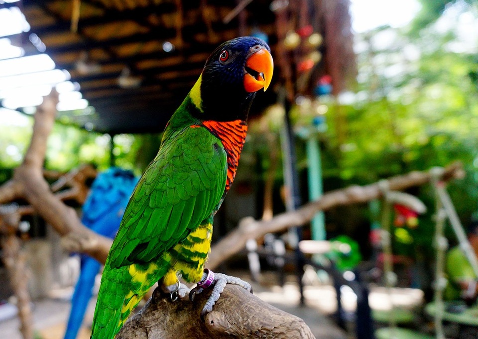 Chăm chú theo dõi những vị khách nói chuyện.