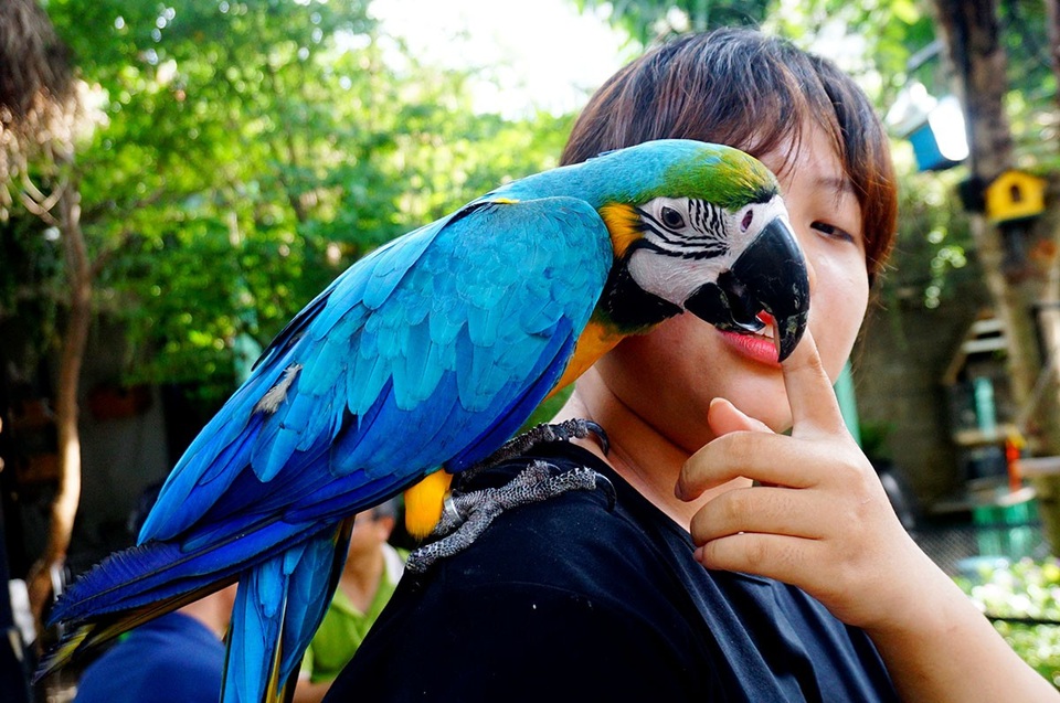 Chú vẹt tỏ vẻ nũng nịu khi được khách vuốt ve.